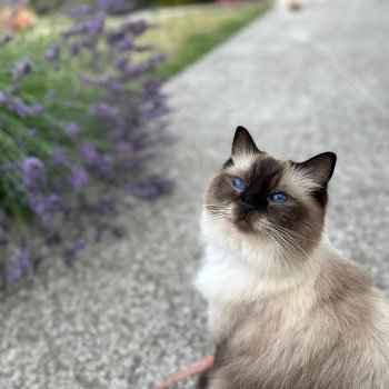 Elevage Ragdoll LOOF chaton aux yeux bleus disponible - Seal point - Grand Fresnois - Oise - département 60