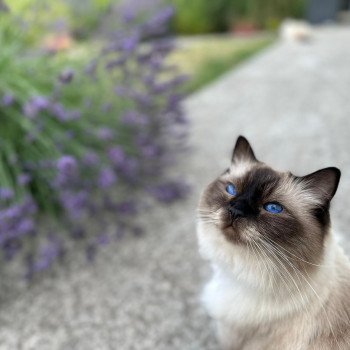 Elevage Ragdoll LOOF chaton aux yeux bleus disponible - Seal point - Grand Fresnois - Oise - département 60