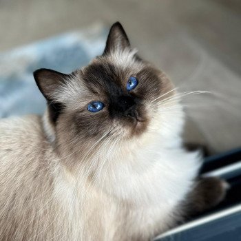 Elevage Ragdoll LOOF chaton aux yeux bleus disponible - Seal point - Grand Fresnois - Oise - département 60