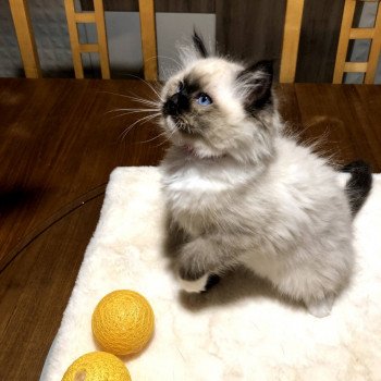 Chaton Ragdoll LOOF disponible - femelle seal mitted - élevage Amiens Sommes Département 80