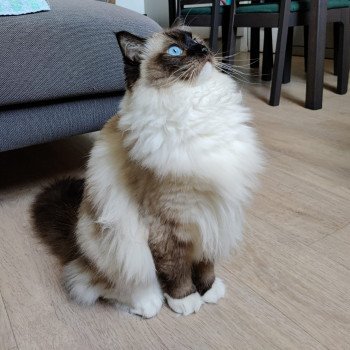 Chaton Ragdoll LOOF disponible - femelle seal mitted - élevage Amiens Sommes Département 80