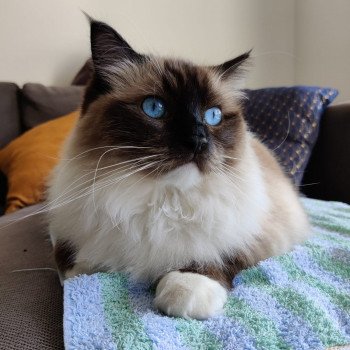 Chaton Ragdoll LOOF disponible - femelle seal mitted - élevage Amiens Sommes Département 80