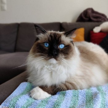 Chaton Ragdoll LOOF disponible - femelle seal mitted - élevage Amiens Sommes Département 80