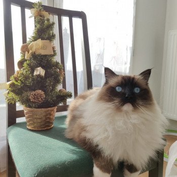 Chaton Ragdoll LOOF disponible - femelle seal mitted - élevage Amiens Sommes Département 80