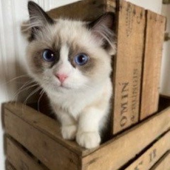 Elevage Ragdoll LOOF chaton aux yeux bleus disponible - Seal Bicolore - Paris - Ile de France - département 75