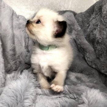 Chaton Ragdoll LOOF disponible - femelle Seal mitted - Paris Île de France