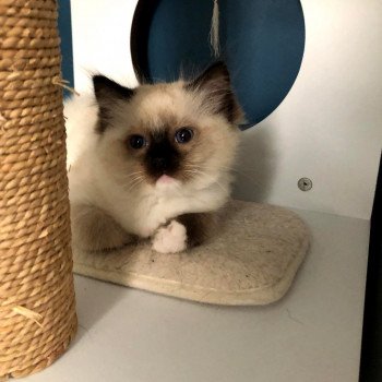 Chaton Ragdoll LOOF disponible - femelle Seal mitted - Paris Île de France