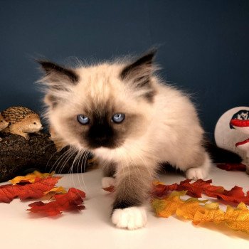 Chaton Ragdoll LOOF disponible - femelle Seal mitted - Paris Île de France Chaton Ragdoll LOOF disponible - femelle Seal mitted - Paris Île de France
