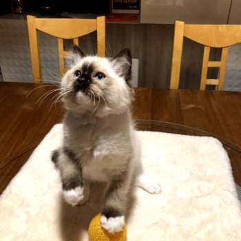 Chaton Ragdoll LOOF disponible - femelle Seal mitted - Paris Île de France