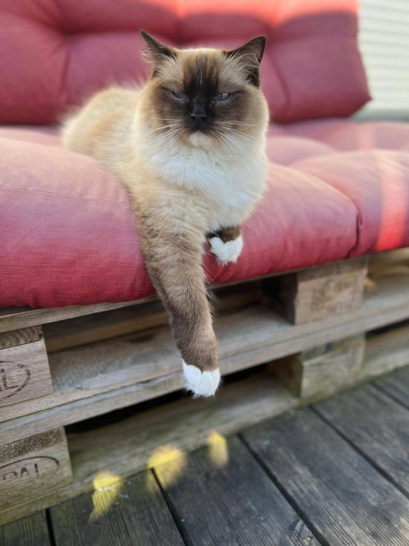 Scarlett de l'Arbre aux Chats Femelle Ragdoll