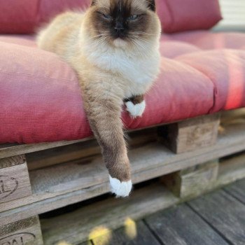 Chaton Ragdoll LOOF disponible - femelle Seal mitted - Paris Île de France