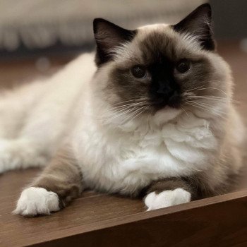 Chaton Ragdoll LOOF disponible - femelle Seal mitted - Paris Île de France Chaton Ragdoll LOOF disponible - femelle Seal mitted - Paris Île de France