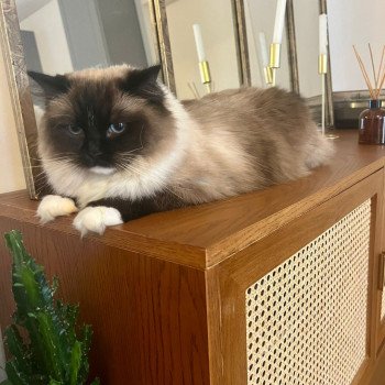 Chaton Ragdoll LOOF disponible - femelle Seal mitted - Paris Île de France Chaton Ragdoll LOOF disponible - femelle Seal mitted - Paris Île de France