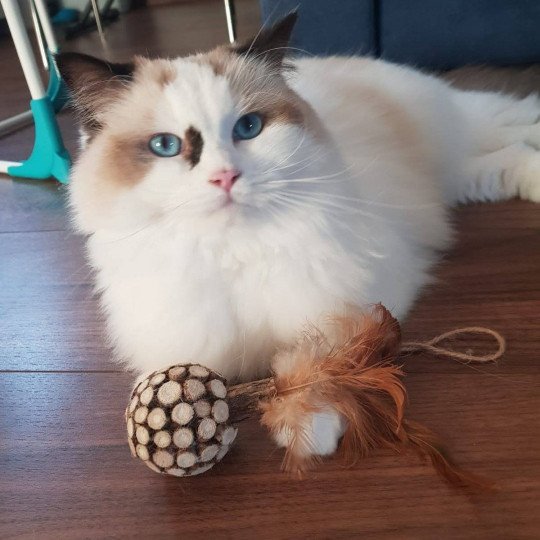 Sienna de l'Arbre aux Chats Femelle Ragdoll