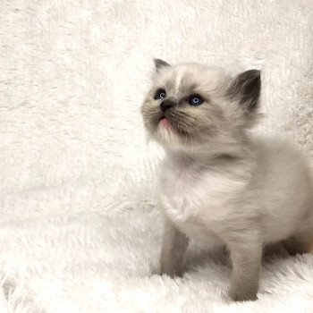 Chaton élevage Ragdoll LOOF disponible - bleu Mitted - Moselle département 57