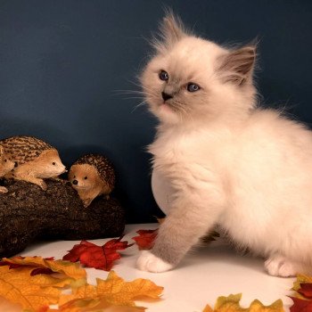 Chaton élevage Ragdoll LOOF disponible - bleu Mitted - Moselle département 57