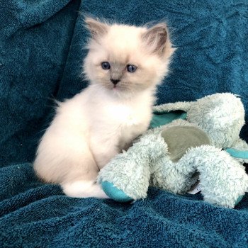 Chaton élevage Ragdoll LOOF disponible - bleu Mitted - Moselle département 57