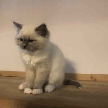 Chaton élevage Ragdoll LOOF disponible - bleu Mitted - Moselle département 57