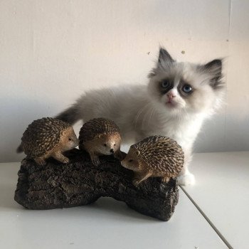 Élevage Ragdoll LOOF chaton disponible - Seal Bicolore - Variscourt - Aisne - département 02