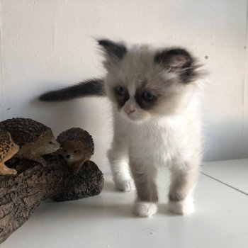 Élevage Ragdoll LOOF chaton disponible - Seal Bicolore - Variscourt - Aisne - département 02