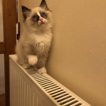 Élevage Ragdoll LOOF chaton disponible - Seal Bicolore - Variscourt - Aisne - département 02