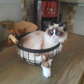 Élevage Ragdoll LOOF chaton disponible - Seal Bicolore - Variscourt - Aisne - département 02