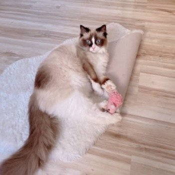 Élevage Ragdoll LOOF chaton disponible - Seal Bicolore - Variscourt - Aisne - département 02