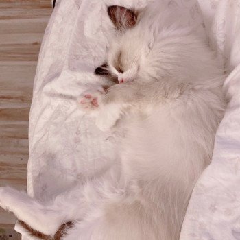 Élevage Ragdoll LOOF chaton disponible - Seal Bicolore - Variscourt - Aisne - département 02