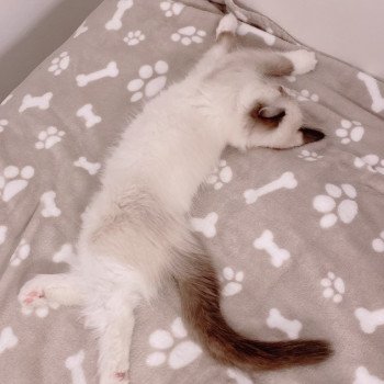 Élevage Ragdoll LOOF chaton disponible - Seal Bicolore - Variscourt - Aisne - département 02