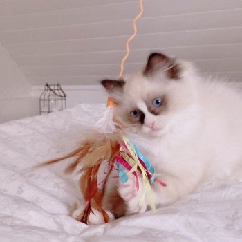 Élevage Ragdoll LOOF chaton disponible - Seal Bicolore - Variscourt - Aisne - département 02