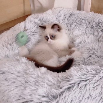 Élevage Ragdoll LOOF chaton disponible - Seal Bicolore - Variscourt - Aisne - département 02