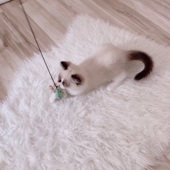 Élevage Ragdoll LOOF chaton disponible - Seal Bicolore - Variscourt - Aisne - département 02