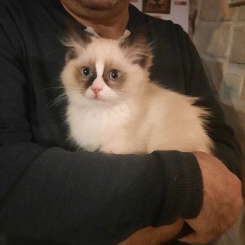 Élevage Ragdoll LOOF chaton disponible - Seal Bicolore - Variscourt - Aisne - département 02