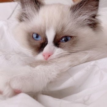 Élevage Ragdoll LOOF chaton disponible - Seal Bicolore - Variscourt - Aisne - département 02