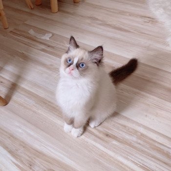 Élevage Ragdoll LOOF chaton disponible - Seal Bicolore - Variscourt - Aisne - département 02