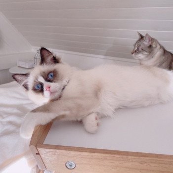 Élevage Ragdoll LOOF chaton disponible - Seal Bicolore - Variscourt - Aisne - département 02