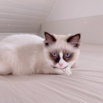 Élevage Ragdoll LOOF chaton disponible - Seal Bicolore - Variscourt - Aisne - département 02