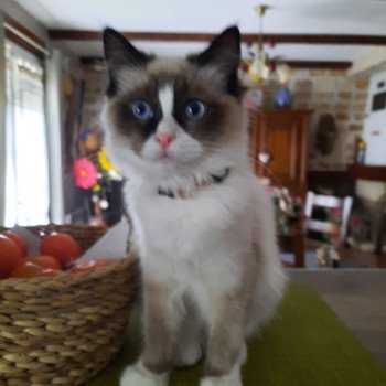 Élevage Ragdoll LOOF chaton disponible - Seal Bicolore - Variscourt - Aisne - département 02