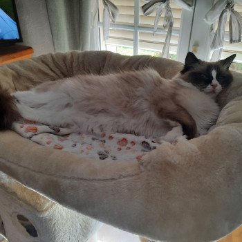 Élevage Ragdoll LOOF chaton disponible - Seal Bicolore - Variscourt - Aisne - département 02