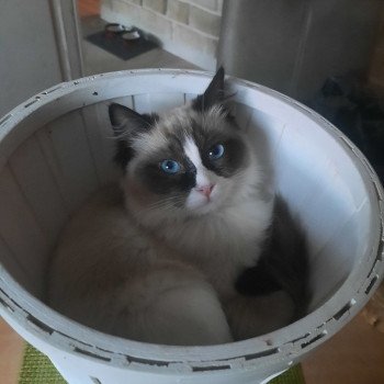 Élevage Ragdoll LOOF chaton disponible - Seal Bicolore - Variscourt - Aisne - département 02