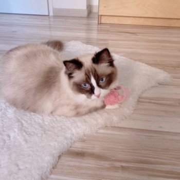 Élevage Ragdoll LOOF chaton disponible - Seal Bicolore - Variscourt - Aisne - département 02