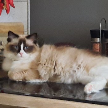 Élevage Ragdoll LOOF chaton disponible - Seal Bicolore - Variscourt - Aisne - département 02