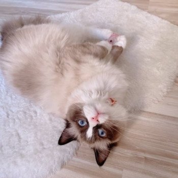 Élevage Ragdoll LOOF chaton disponible - Seal Bicolore - Variscourt - Aisne - département 02