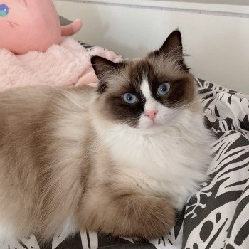 Élevage Ragdoll LOOF chaton disponible - Seal Bicolore - Variscourt - Aisne - département 02