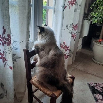 Élevage Ragdoll LOOF chaton disponible - Seal Bicolore - Variscourt - Aisne - département 02