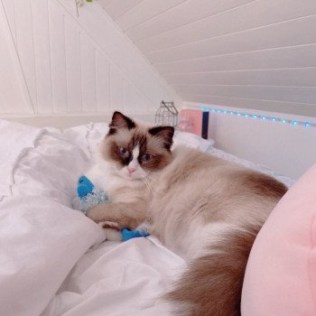 Élevage Ragdoll LOOF chaton aux yeux bleus disponible - Seal Bicolore - Variscourt - Aisne - département 02