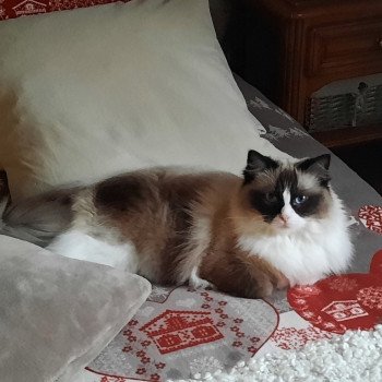 Élevage Ragdoll LOOF chaton aux yeux bleus disponible - Seal Bicolore - Variscourt - Aisne - département 02