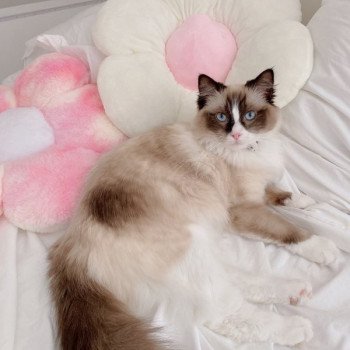 Élevage Ragdoll LOOF chaton aux yeux bleus disponible - Seal Bicolore - Variscourt - Aisne - département 02