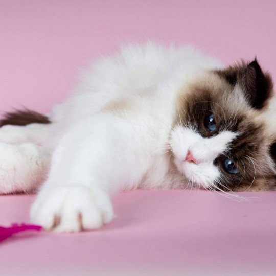 Sophia de l'Arbre aux Chats Femelle Ragdoll