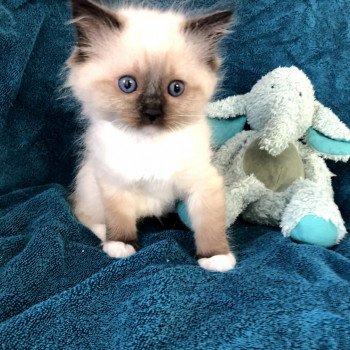 Chaton élevage Ragdoll LOOF disponible - Seal Mitted - Aisne département 02